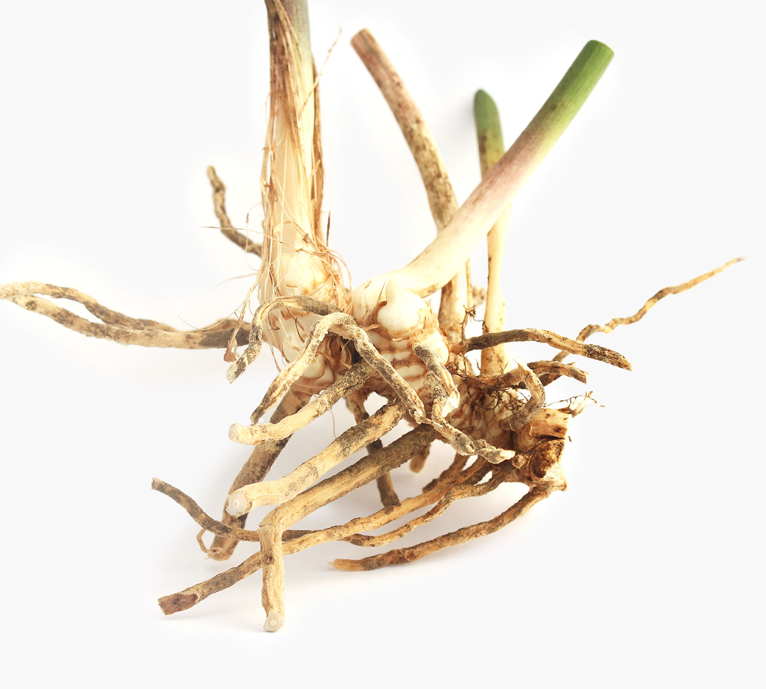 Butchers Broom root detail